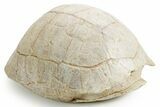 Inflated Fossil Tortoise (Stylemys) - South Dakota #355526-1